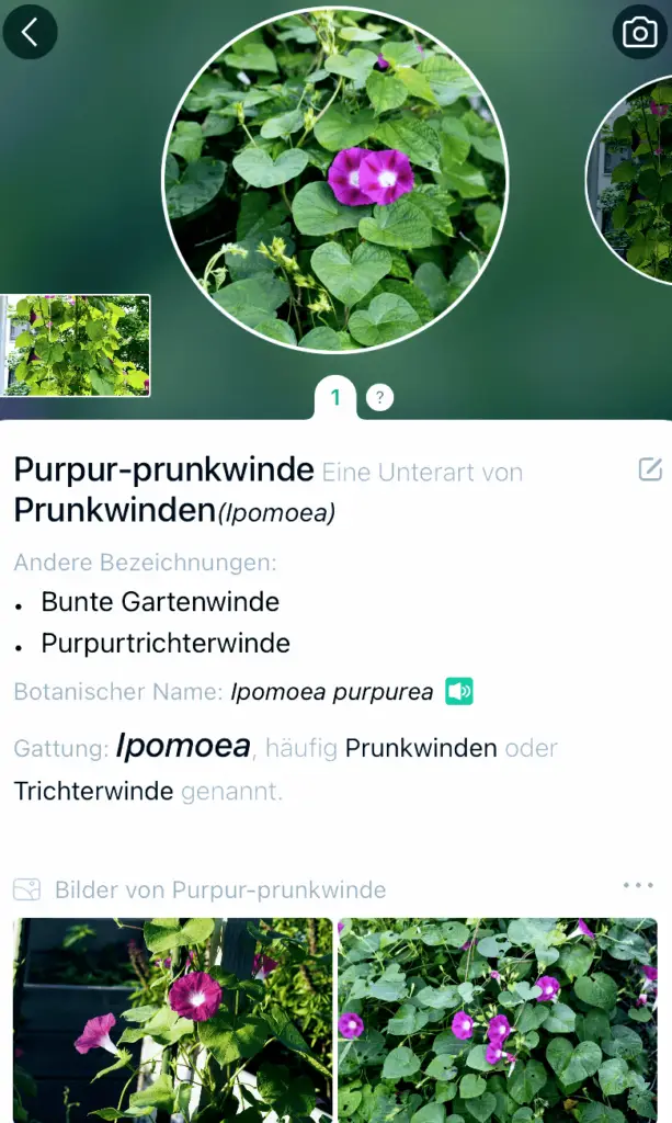 Einfach prächtig: die PurPur-Prunkwinde 5 Beschreibung der Prunkwinde