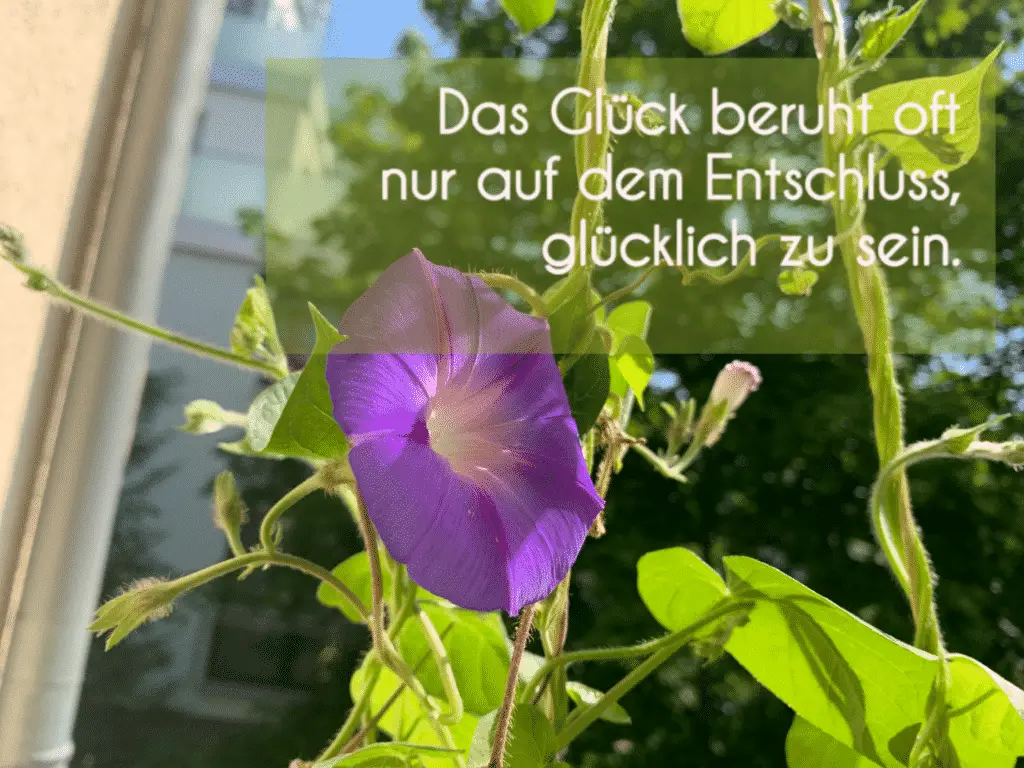 Einfach prächtig: die PurPur-Prunkwinde 7 Das Glück