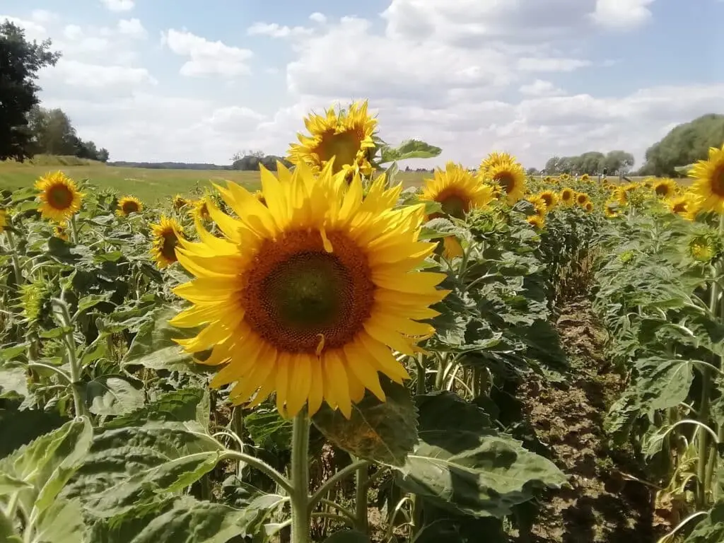 Sonnenblumen sind für Schmetterlinge ganz toll