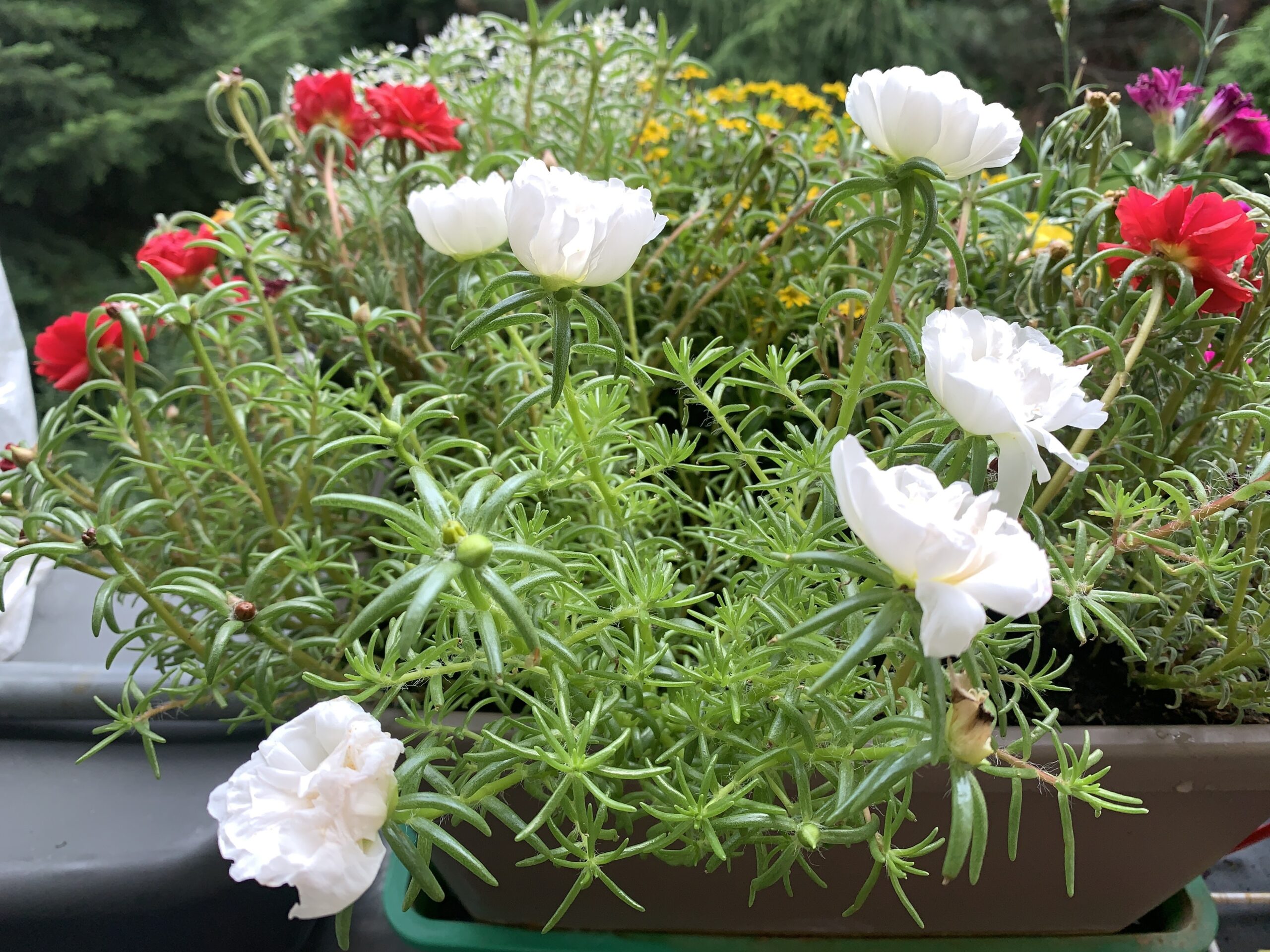 Verwelkte Blumen lassen sich reklamieren