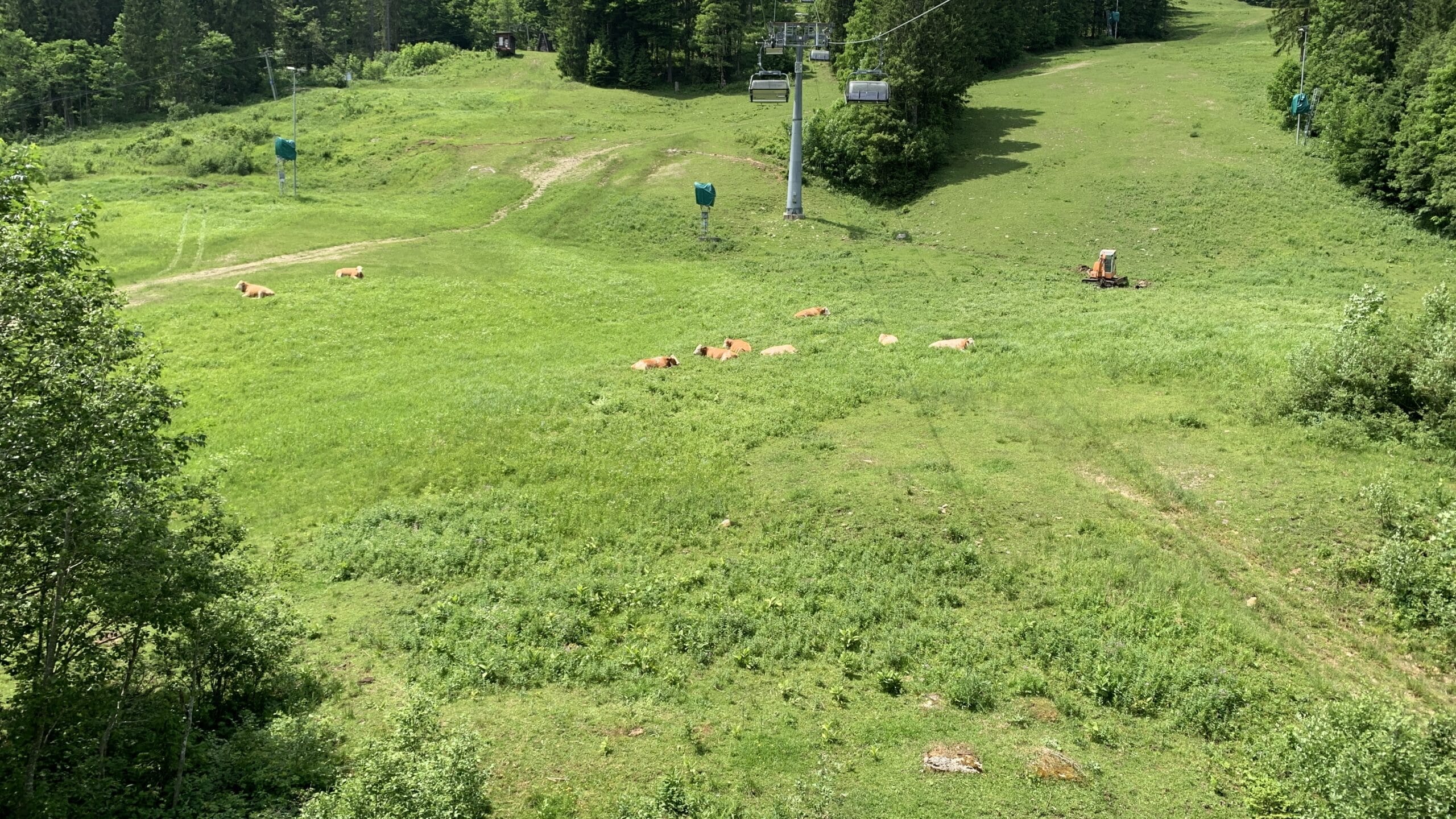 Beim wandern in den Alpen stößt man immer wieder auf Kühe