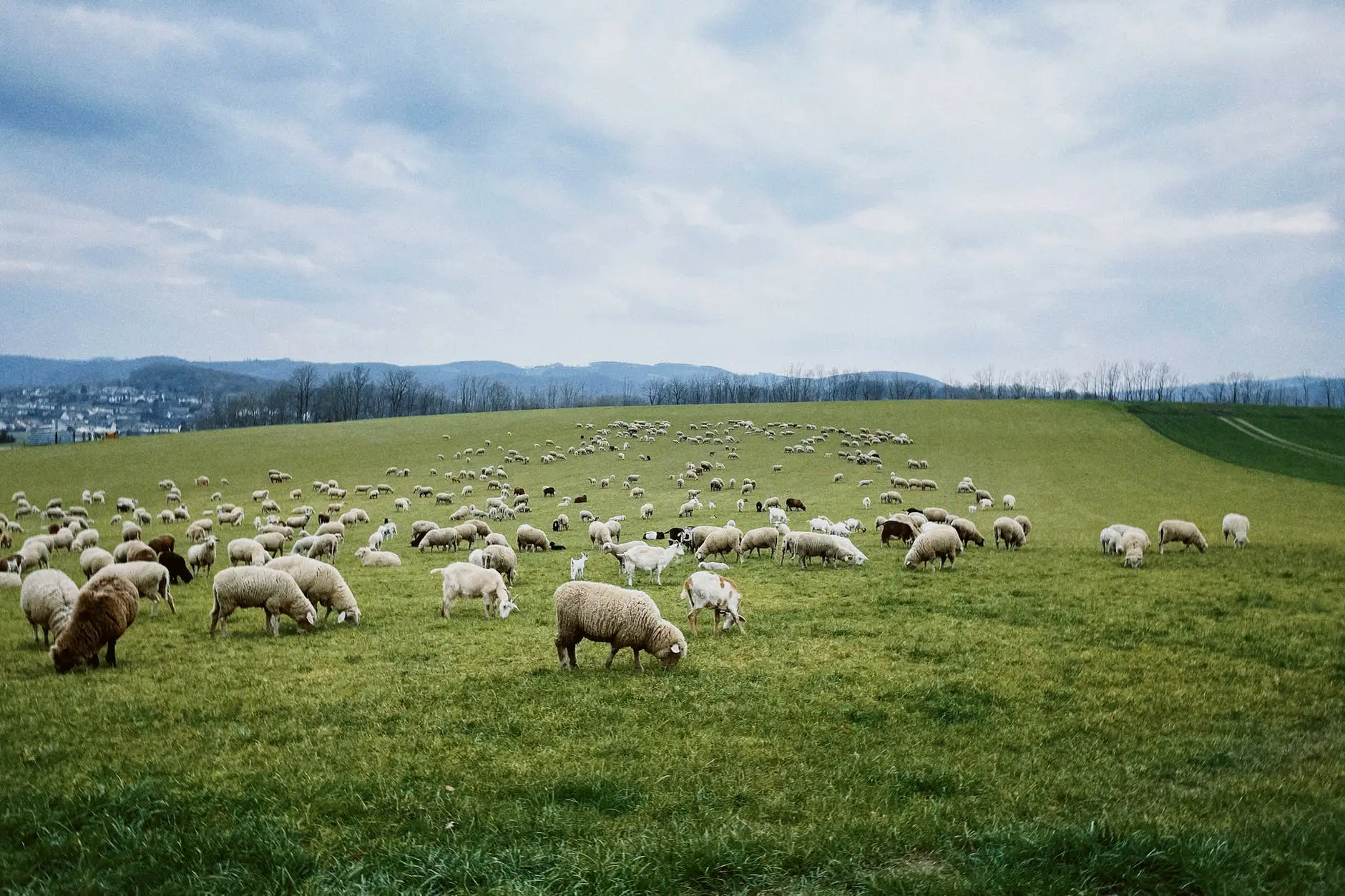 Schafherde