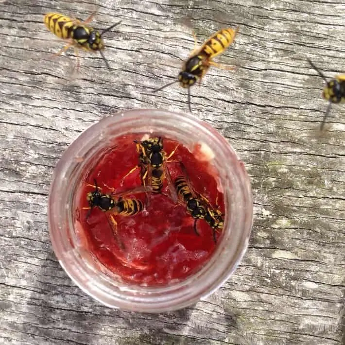 Wespenalarm fünf Tipps gegen Wespenstiche