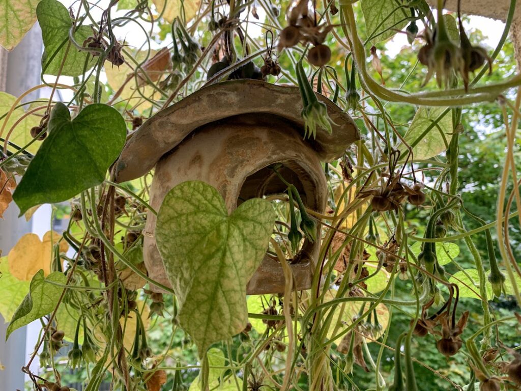 Prunkwinde im Herbst