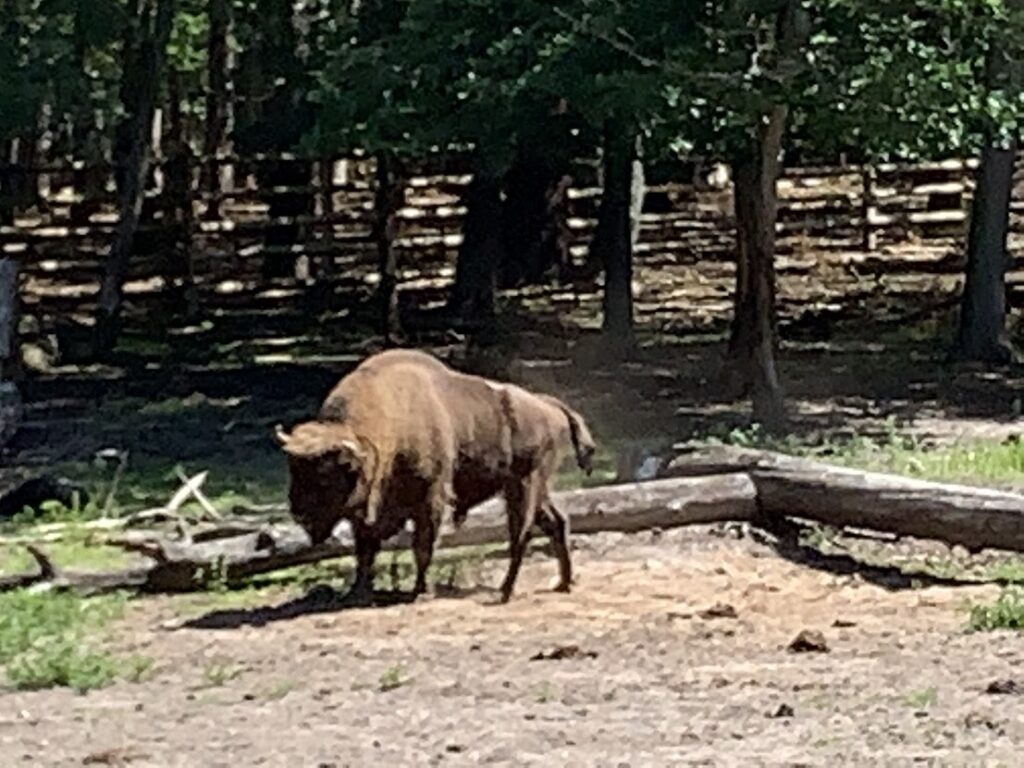 Wisent