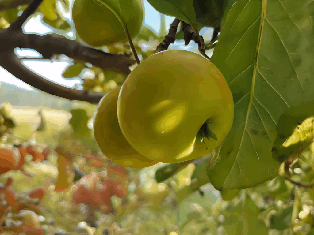 Die mythologische Bedeutung des Apfelbaums - Schon seit Vorantiker Zeit wird der Apfel gern gegessen. In zahlreichen Erzählungen steht der Apfel aber auch als mythologisches Symbol gleichzeitig für das Unsterblichkeitsversprechen und für Zwietracht. Schuld und Unschuld.