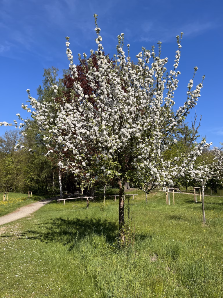 Ein bildhübscher Apfelbaum in voller Blüte