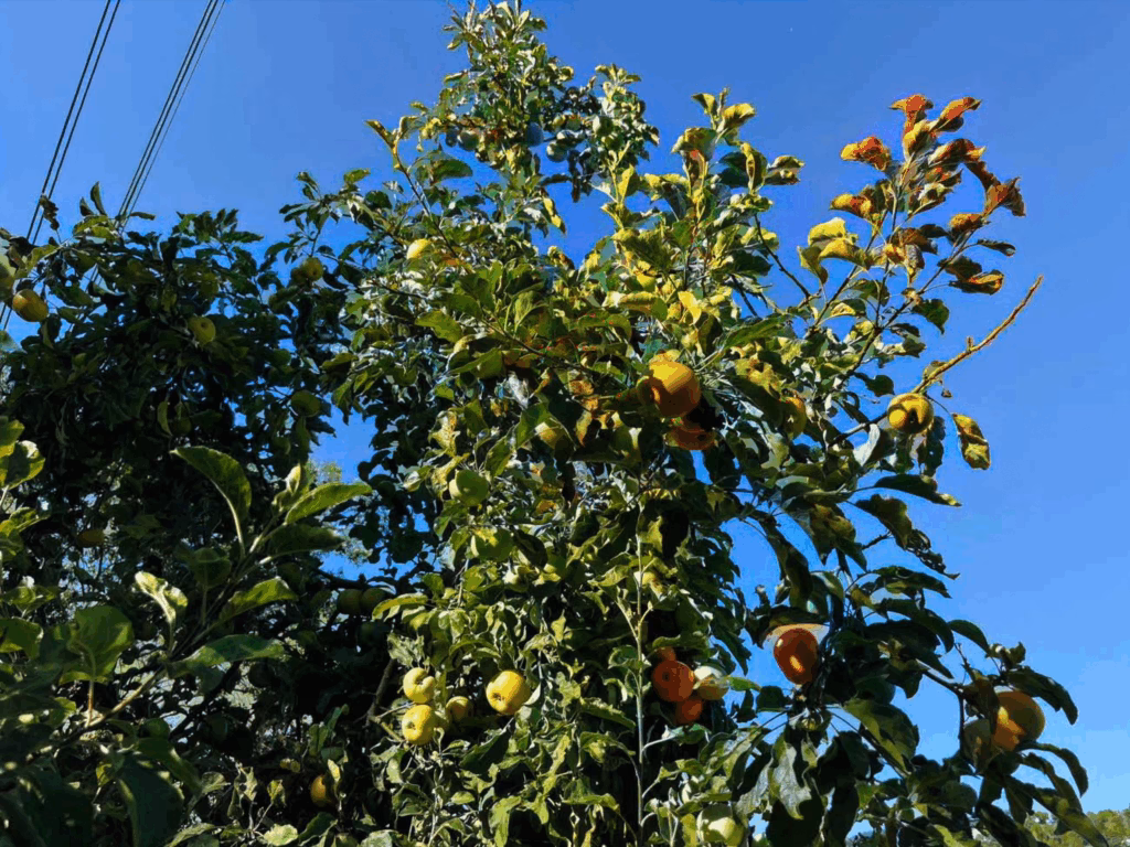 Die mythologische Bedeutung des Apfelbaums - Schon seit Vorantiker Zeit wird der Apfel gern gegessen. In zahlreichen Erzählungen steht der Apfel aber auch als mythologisches Symbol gleichzeitig für das Unsterblichkeitsversprechen und für Zwietracht. Schuld und Unschuld.