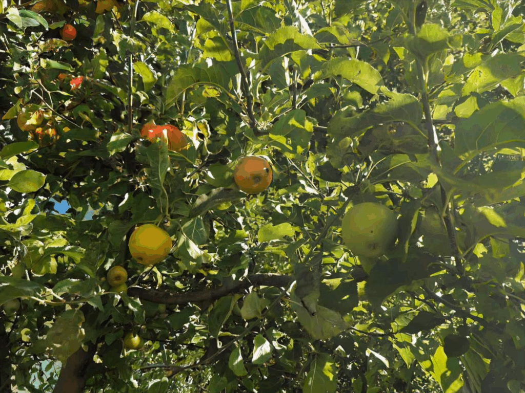 Die mythologische Bedeutung des Apfelbaums - Schon seit Vorantiker Zeit wird der Apfel gern gegessen. In zahlreichen Erzählungen steht der Apfel aber auch als mythologisches Symbol gleichzeitig für das Unsterblichkeitsversprechen und für Zwietracht. Schuld und Unschuld.