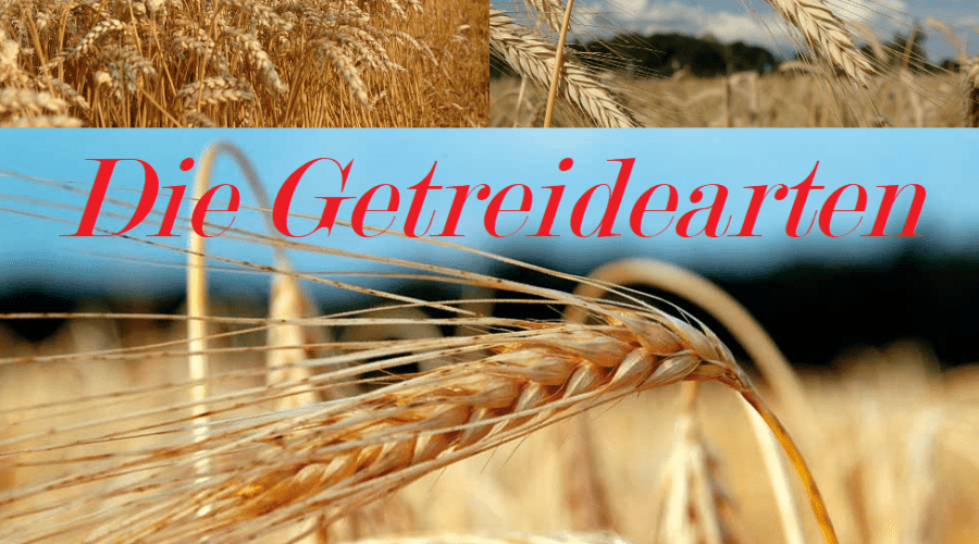 Getreide: Eine Übersicht 1 Getreide Getreidearten