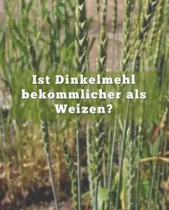 Ist Dinkelmehl besser als Weizen? 1 Ist Dinkelmehl besser als Weizen?