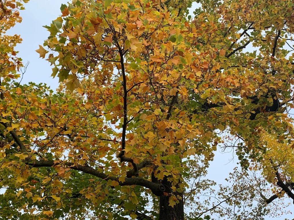 Herbstputz - Der Herbst steht auf der Leiter und malt die Blätter an...