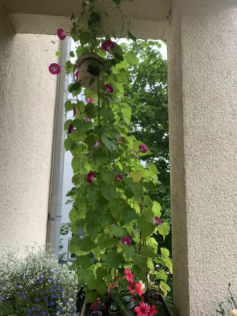 Wir haben dieses Jahr eine Purpur-prunkwinde auf dem Balkon. Und die macht richtig Spaß. Man kann ja regelrecht beim wachsen zusehen und die Blüten sind eine wirkliche Pracht.