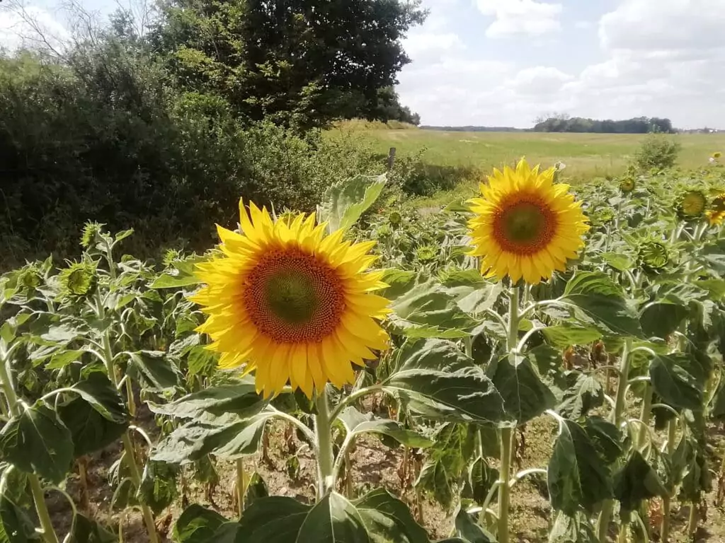 Sonnenblumen direkt vom Feld. Verwelkte Blumen lassen sich reklamieren