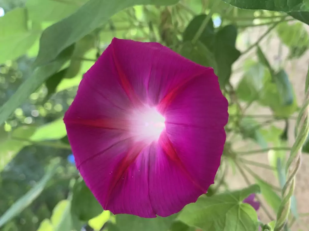 Purpurner Blütentraum