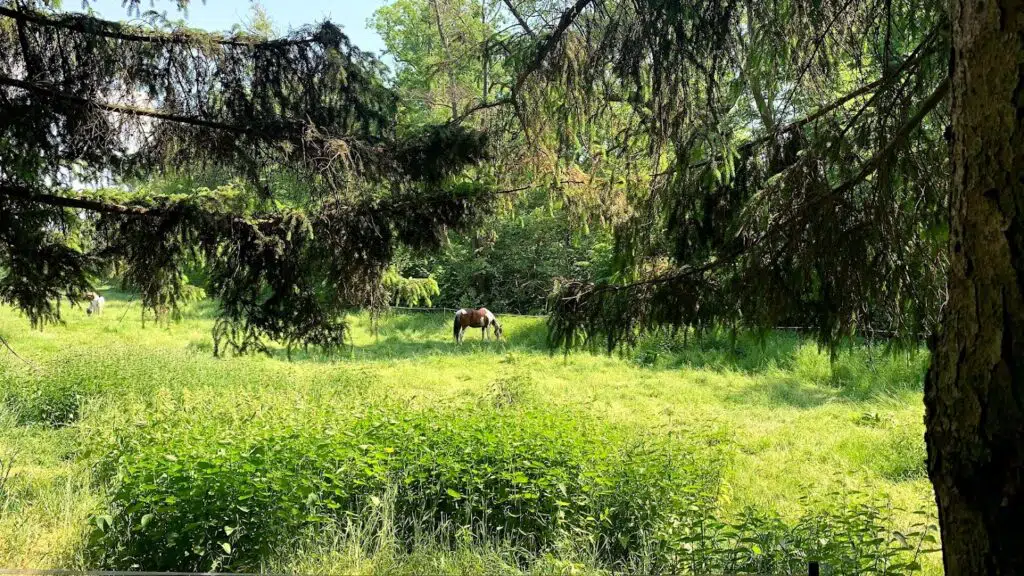 Ein Pferd auf der Weide im Hermsdorfer Park